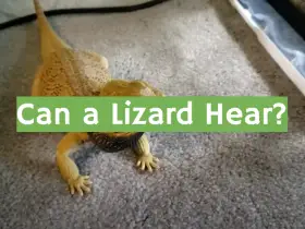 Can a Lizard Hear?