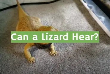 Can a Lizard Hear?