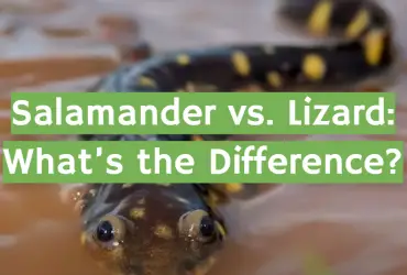 Salamander vs. Lizard: What’s the Difference?