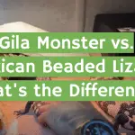 Gila Monster vs. Mexican Beaded Lizard: What's the Difference?