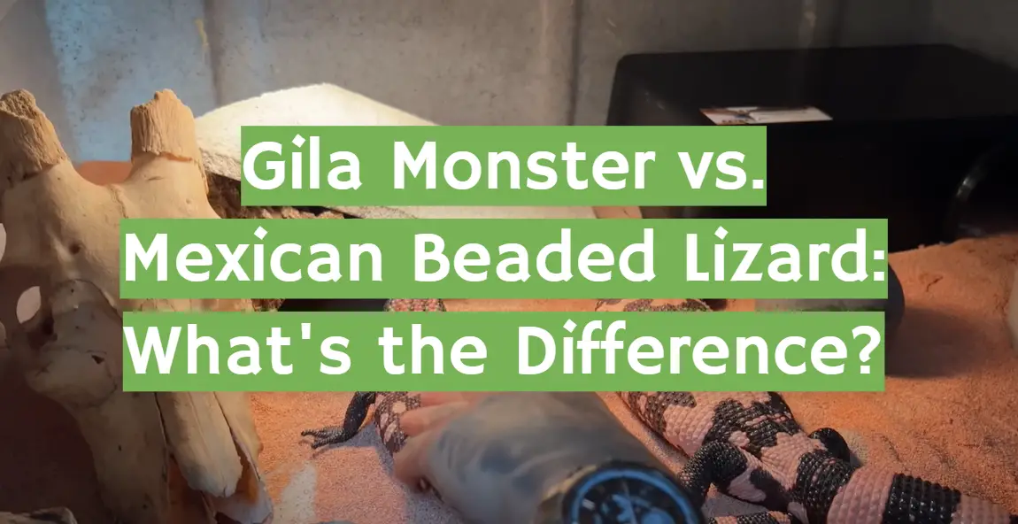 Gila Monster vs. Mexican Beaded Lizard: What's the Difference?