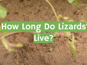 How Long Do Lizards Live?
