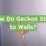 How Do Geckos Stick to Walls?