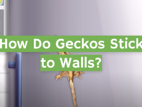 How Do Geckos Stick to Walls?