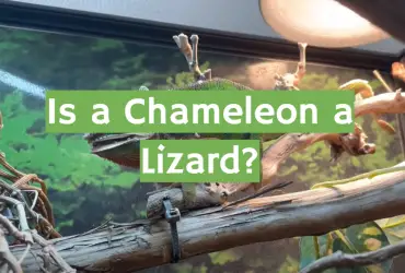 Is a Chameleon a Lizard?