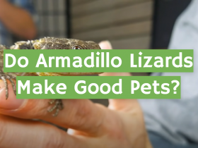 Do Armadillo Lizards Make Good Pets?