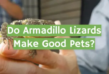 Do Armadillo Lizards Make Good Pets?
