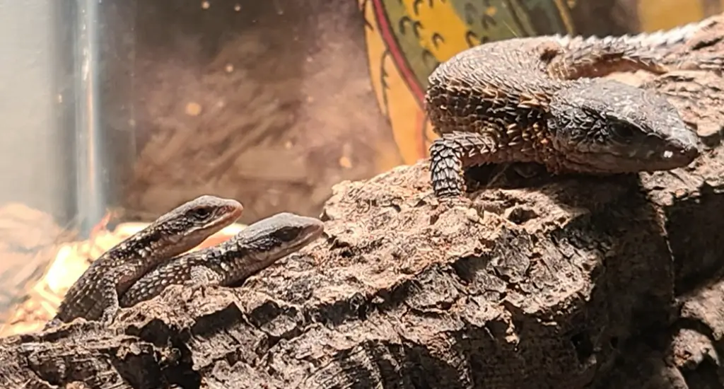 Handling Armadillo Lizards