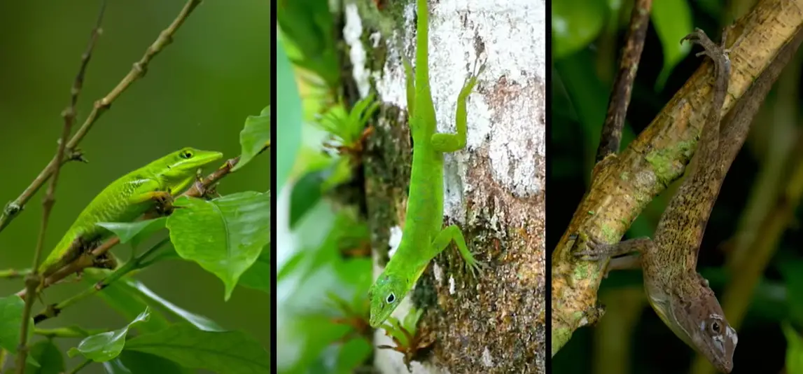 How Long Do Lizards Live? ReptileProfy