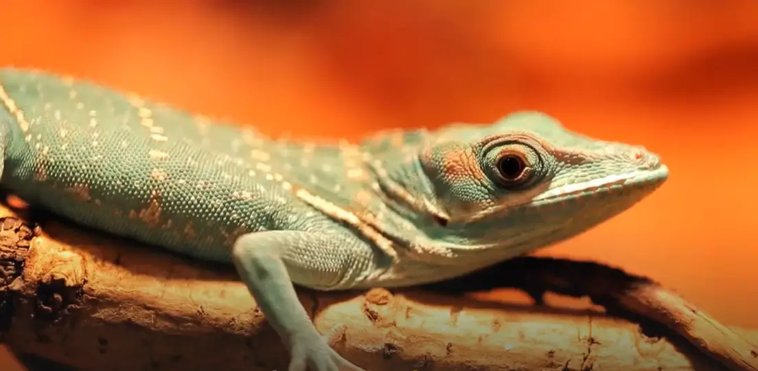 How Do Geckos Stick to Walls? ReptileProfy