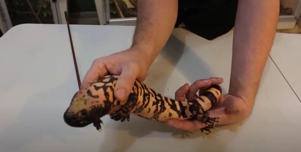 Is the Mexican beaded lizard the same as a Gila monster