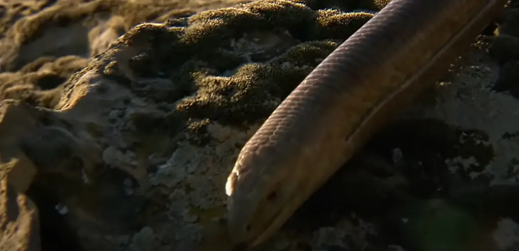Legless Lizard vs Snake: Presence of Limbs