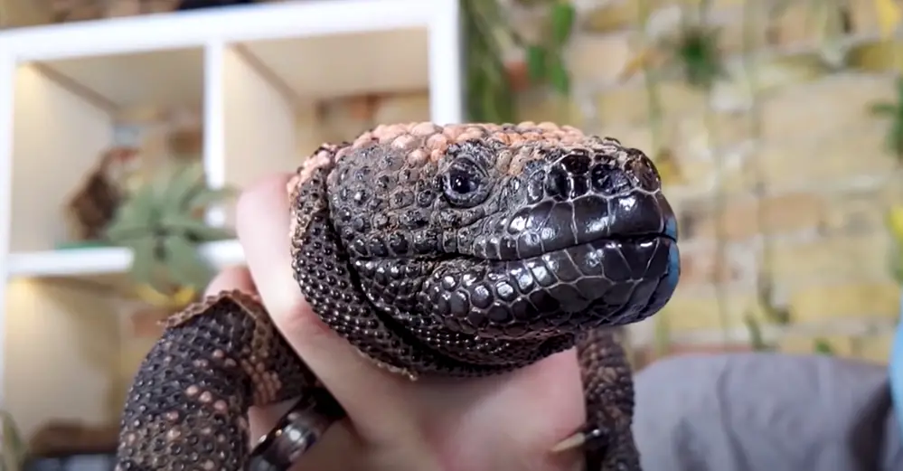 Mexican Beaded Lizard Vs. Gila Monster: Reproduction