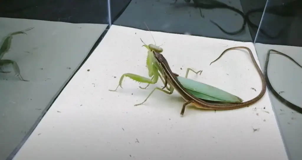 Praying Mantis vs Lizard: Behavior
