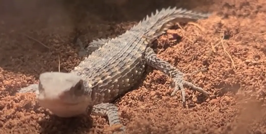 Do Armadillo Lizards Make Good Pets? ReptileProfy
