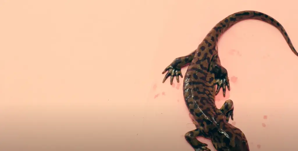 Salamander vs Lizard: Lifespan