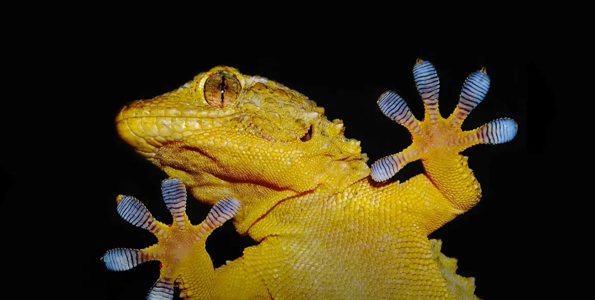 How Do Geckos Stick to Walls? ReptileProfy