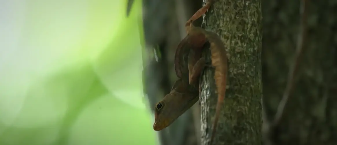 How Long Do Lizards Live? ReptileProfy