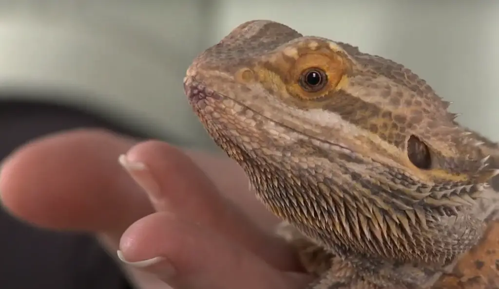 Are Apple Seeds Safe for Bearded Dragons?