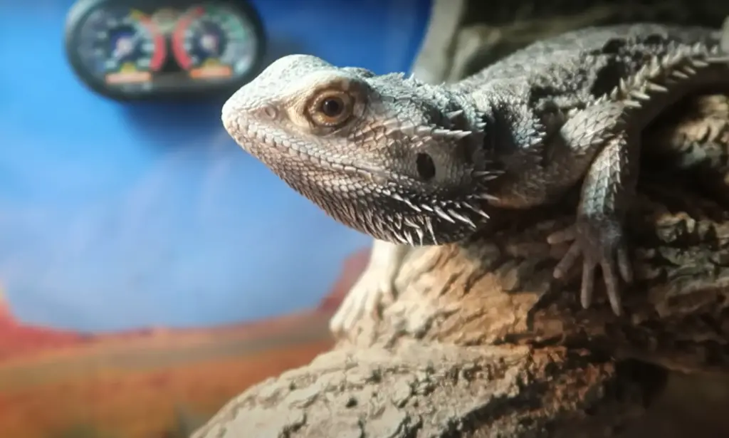 Greens for Bearded Dragons: Are They Safe?