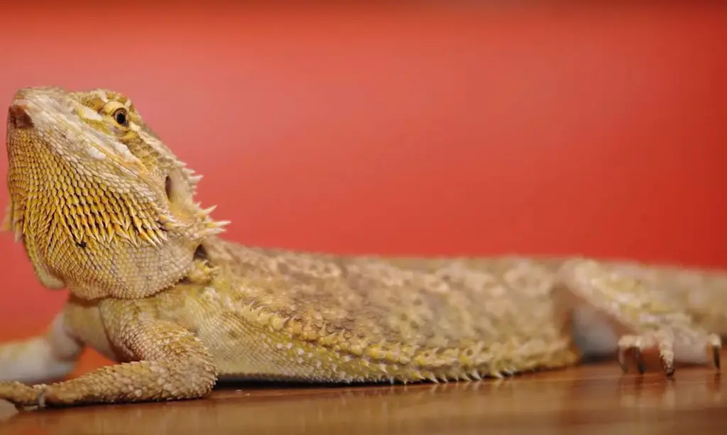 Risks for a Beardie of Eating Too Much Arugula