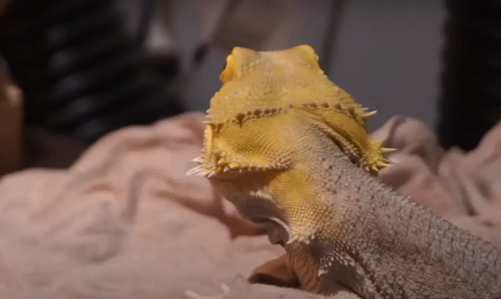 Bearded Dragons and Bell Peppers: to Feed or Not to Feed?