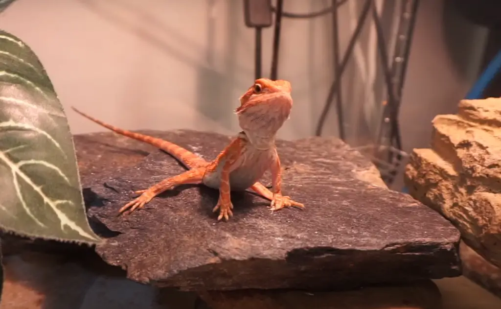 Potential Health Risks Of Feeding a Bearded Dragon Bell Peppers