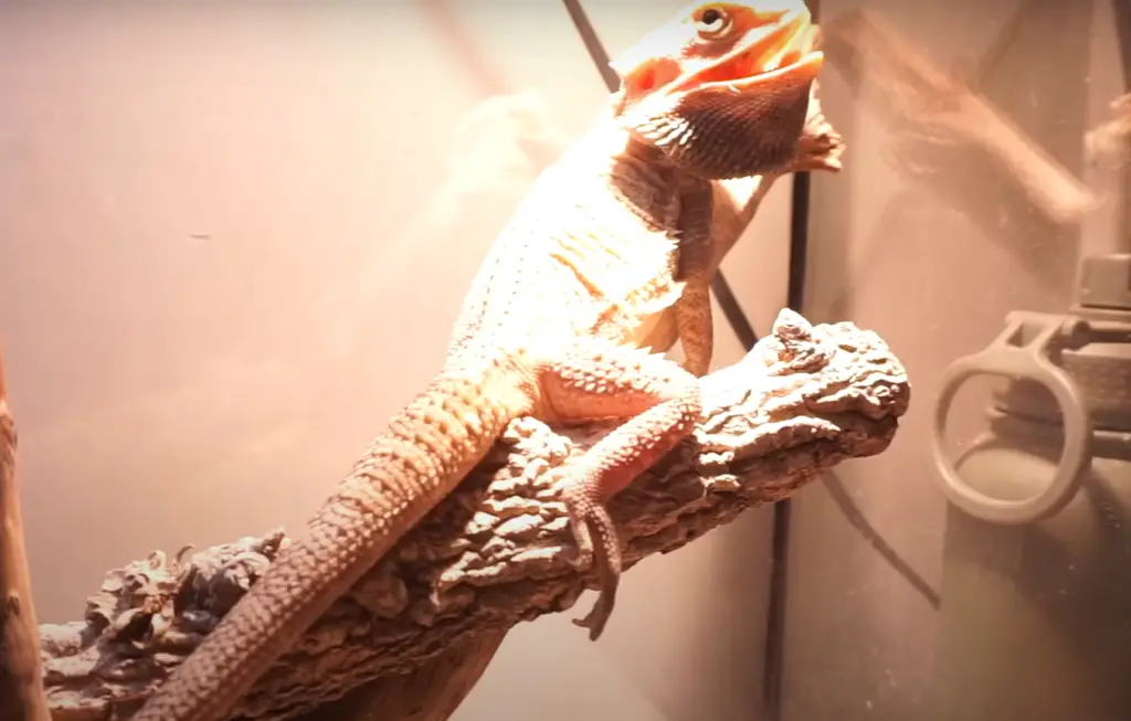 What vegetables are good for bearded dragons?