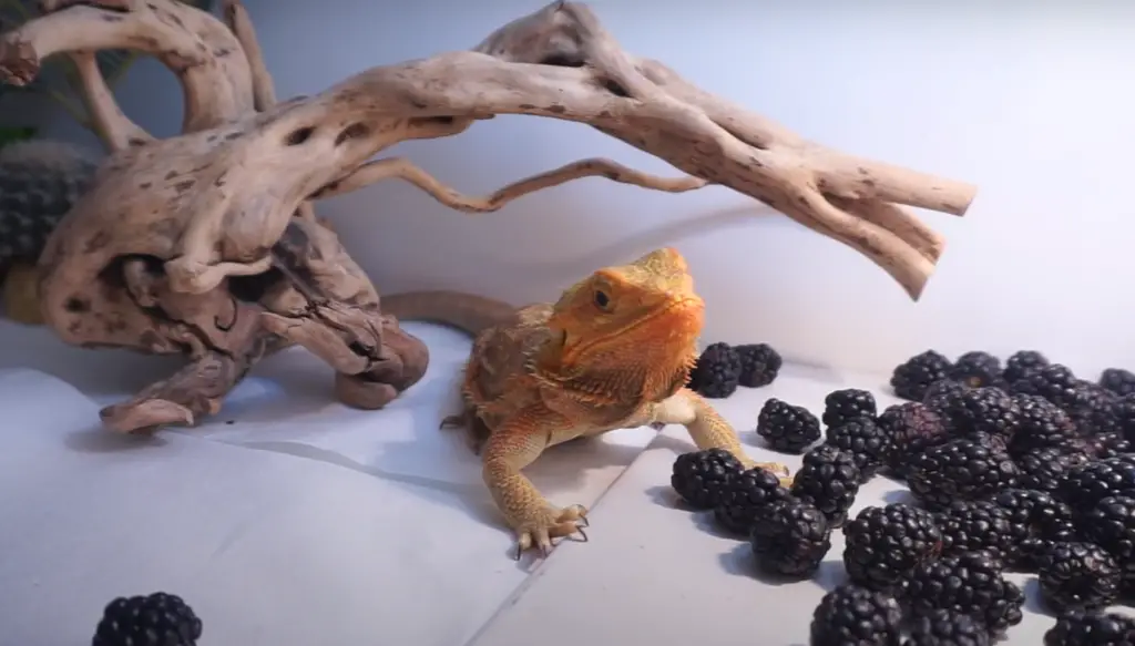 Bearded Dragons are excellent diggers