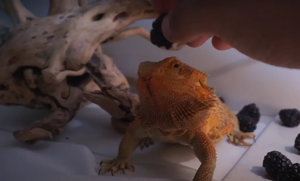 Other Fruits You Can Try on Your Beardie