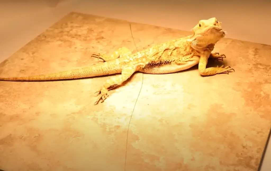 What is a bearded dragon's favorite food?