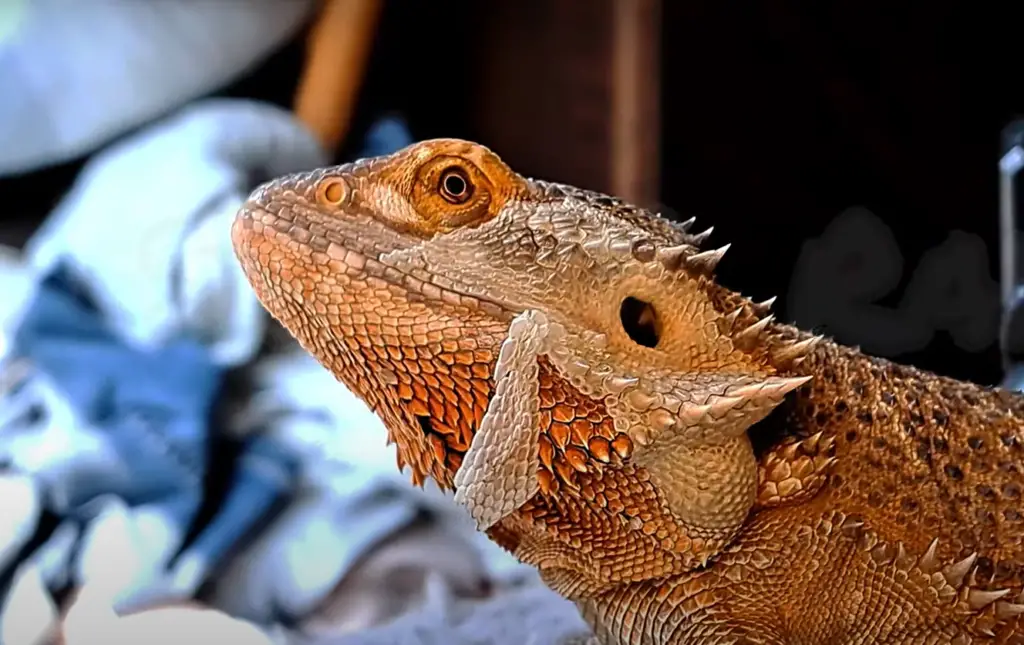 Are Broccoli Stems Safe for Bearded Dragons?