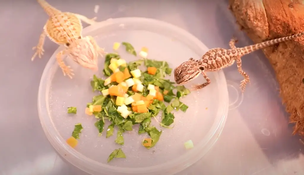 Are Broccoli Florets Safe for Bearded Dragons?
