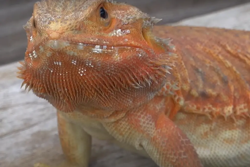 Step 5: Observing Your Bearded Dragon