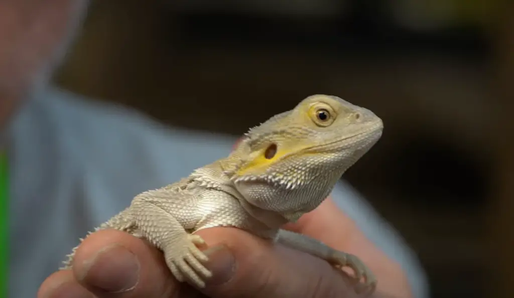 Bearded Dragons and Their Favorite Treats