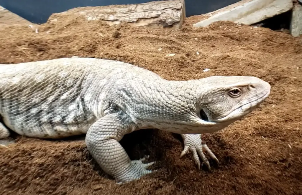 What vegetables are safe for a bearded dragon?