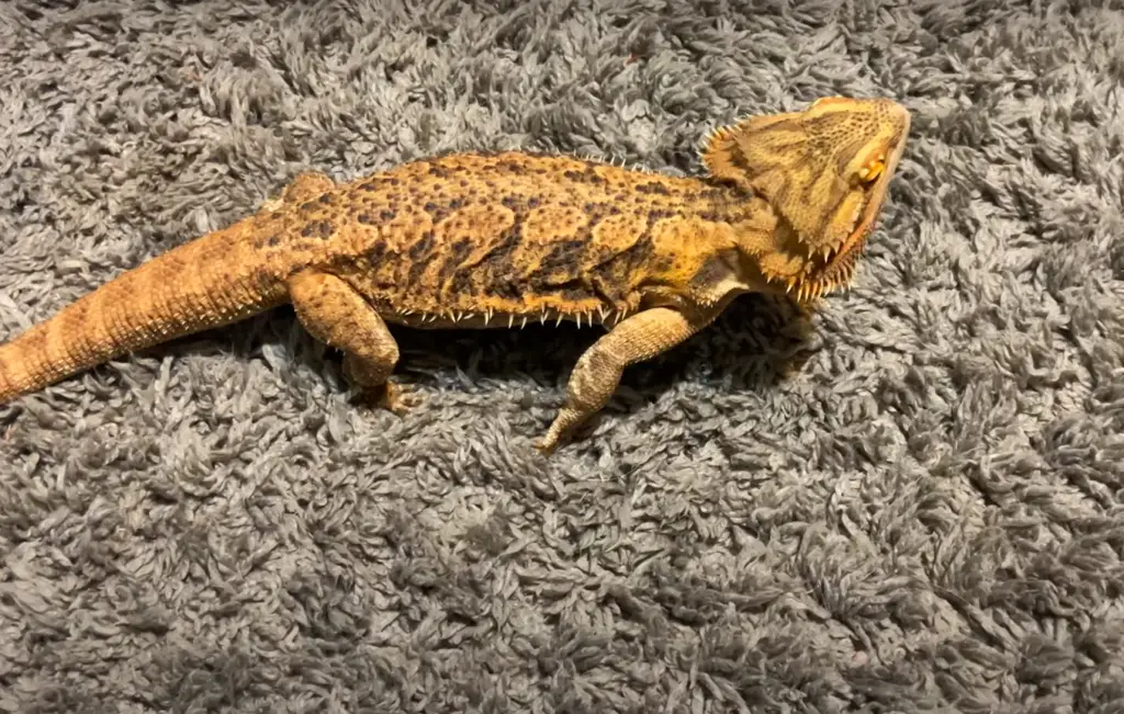 What Green Beans are The Best for a Bearded Dragon: Frozen, Cooked or Canned?