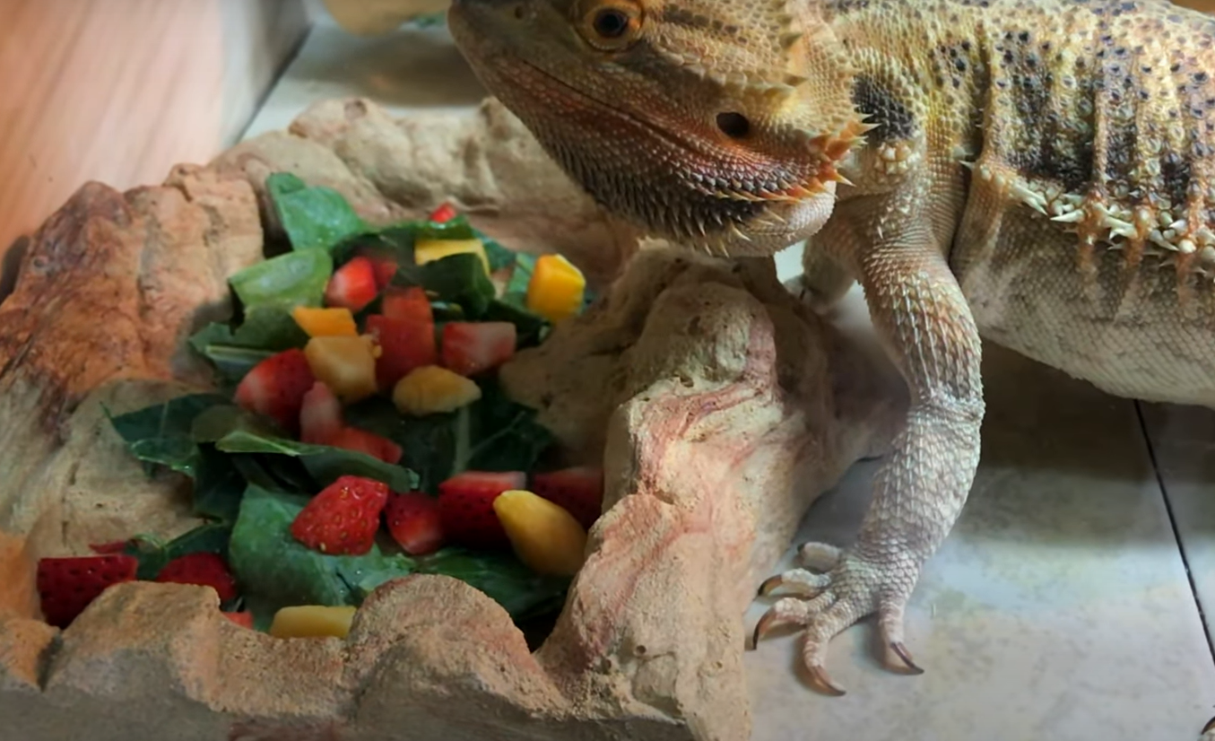 Picture of Can Bearded Dragons Eat Lettuce? - ReptileProfy
