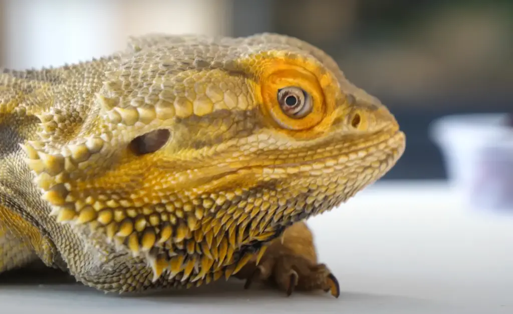 All You Need to Know about Bearded Dragons Food Preferences