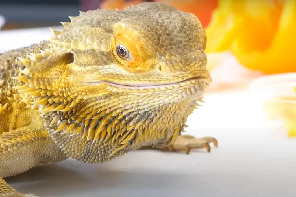 What fruit is toxic for a bearded dragon?