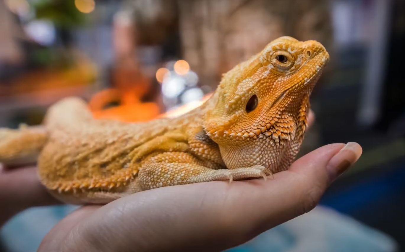 Can Bearded Dragons Eat Oranges? ReptileProfy