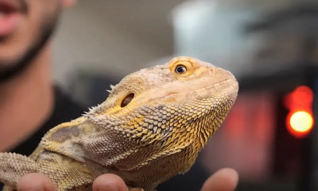 Health Risks for Beardies from Eating Oranges