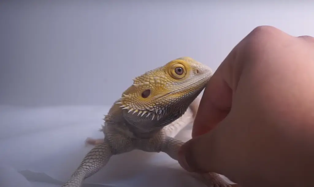 Bearded Dragons: Why Are They Getting So Popular?