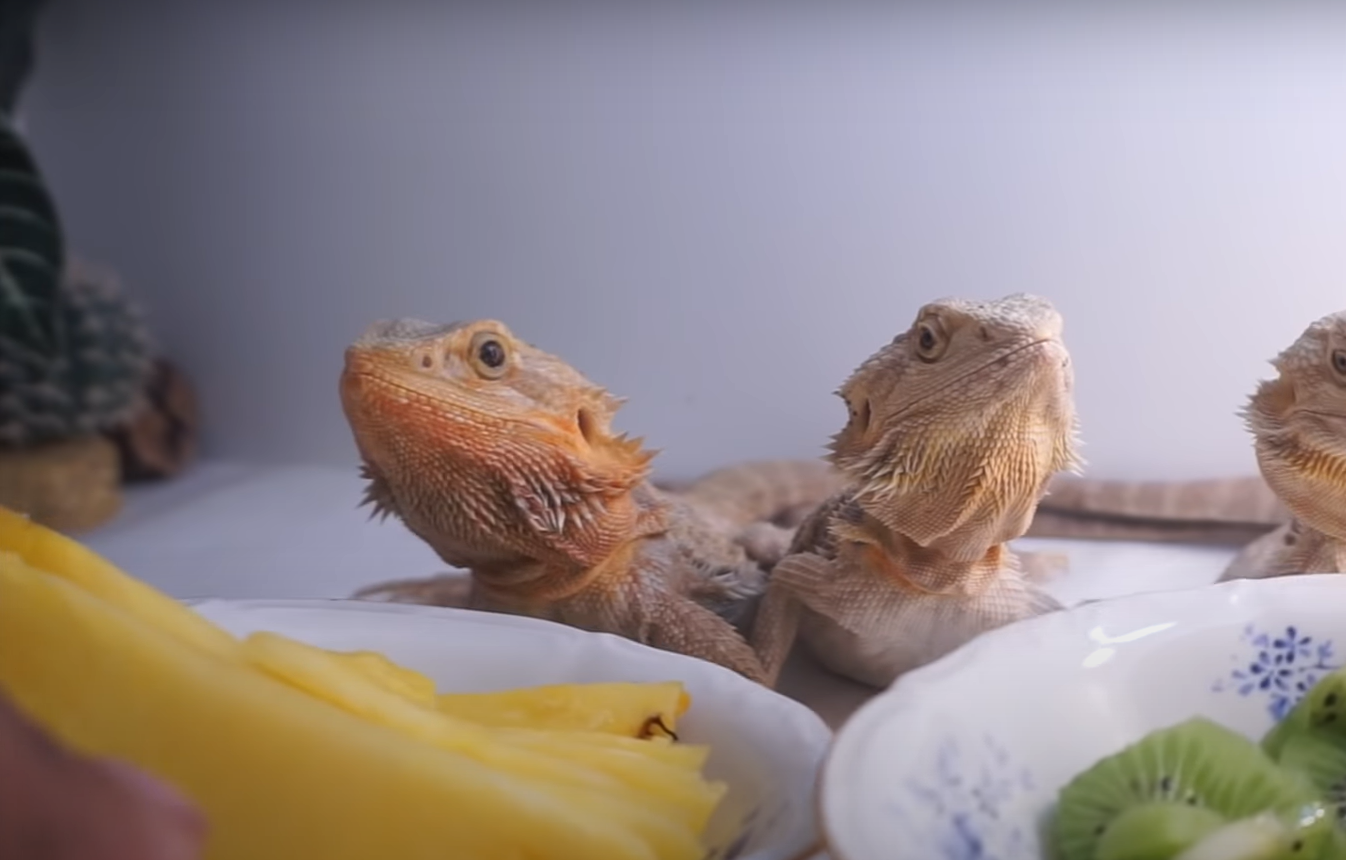 Can Bearded Dragons Eat Pineapple? ReptileProfy