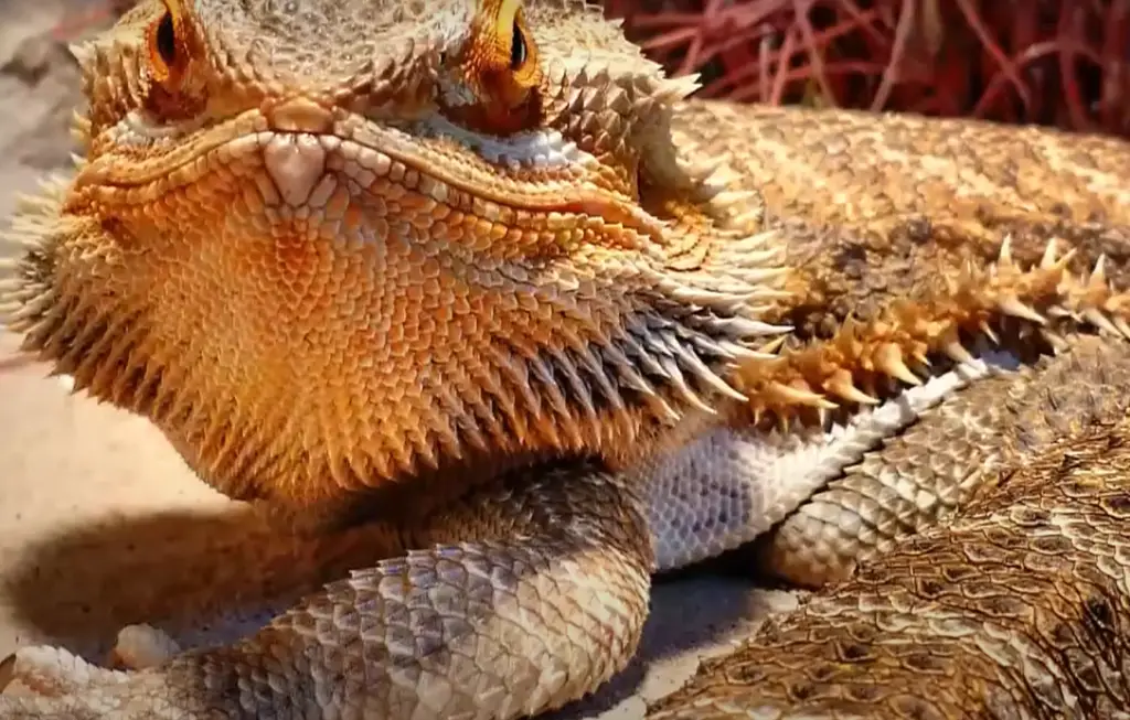 Benefits of Raspberries for a Bearded Dragon