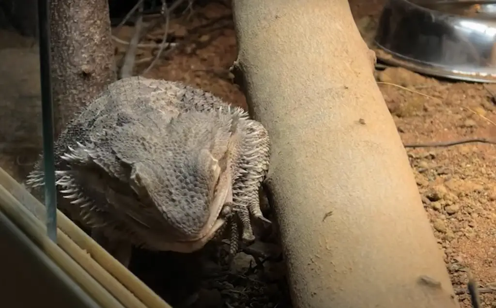 Can bearded dragons eat cheese?