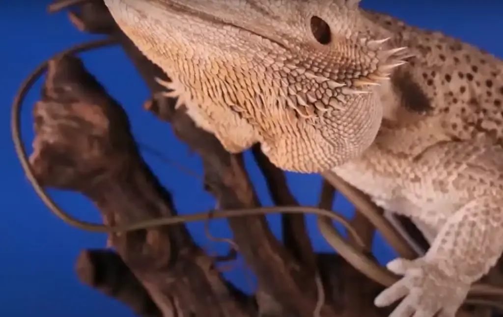 Bearded Dragons Diet: All You Need to Know
