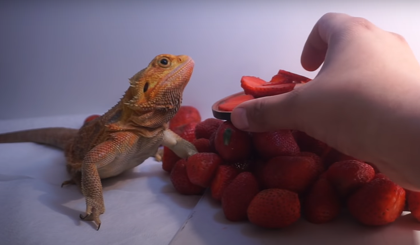 Crisp Can Bearded Dragon Eat Strawberry Photo for Mobile Crisp Can Bearded Dragon Eat Strawberry Photo for Mobile