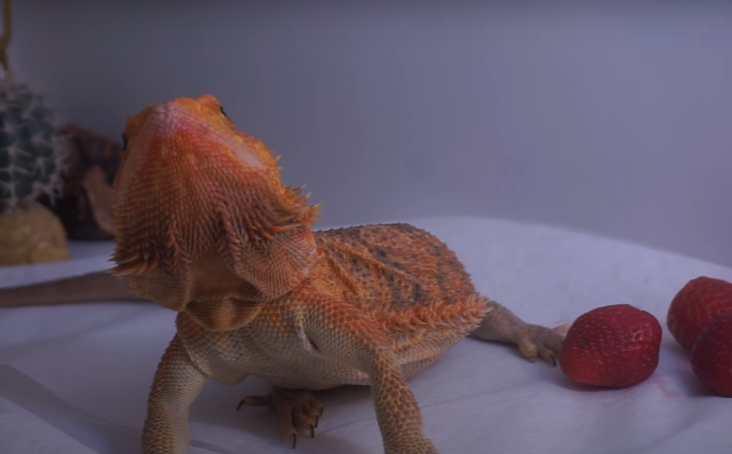 Captivating Can Bearded Dragon Eat Strawberry Artwork Illustration Captivating Can Bearded Dragon Eat Strawberry Artwork Illustration