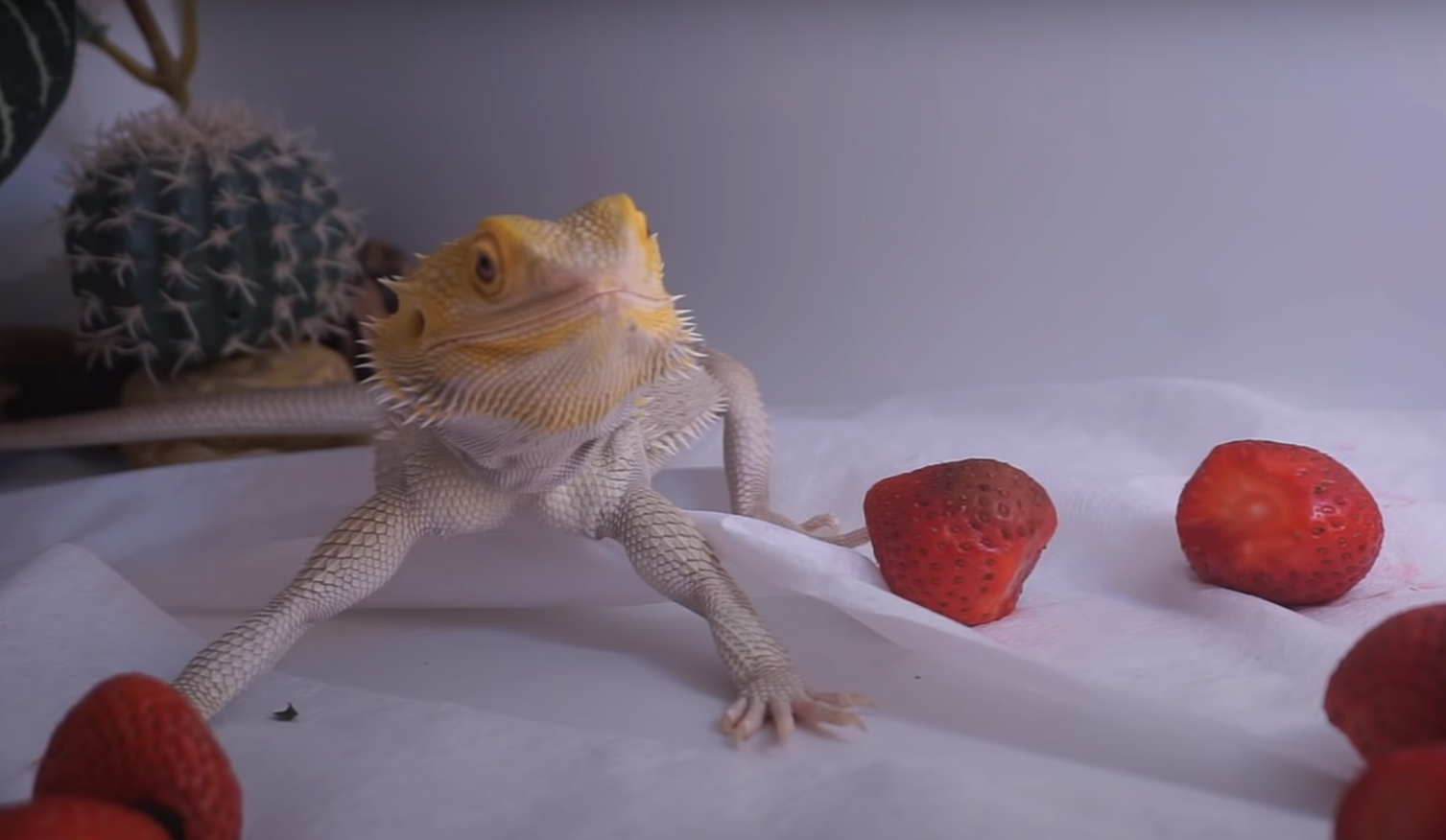 Detailed Can Bearded Dragons Have Strawberries Artwork Illustration Detailed Can Bearded Dragons Have Strawberries Artwork Illustration